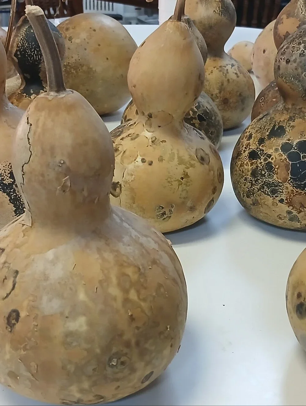 Decorative Natural Dried Gourds - Beige and Brown Home Art - Picture 5 of 10